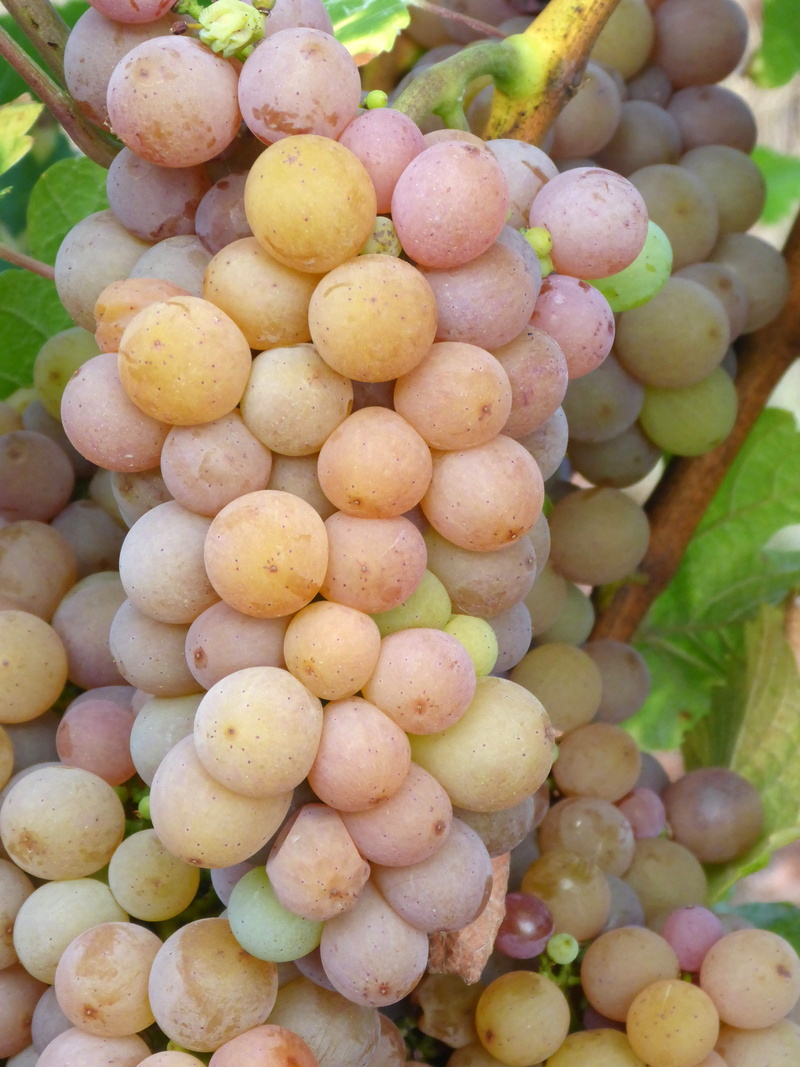 abundance, ripe, White Wine, outdoors, Grapes, growth, juice, food, fruit, agriculture, stuttgart, close-up, nature, hill, winegrowing, Pinot Gris, healthy eating