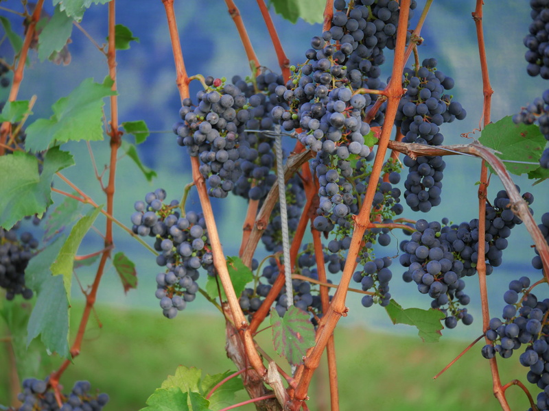ripe, stengel, landscape, wellbeing, plantation, plant, berry fruit, heilbronn, fruit, 5K, red, freshness, winemaking, food, growth, beauty in nature