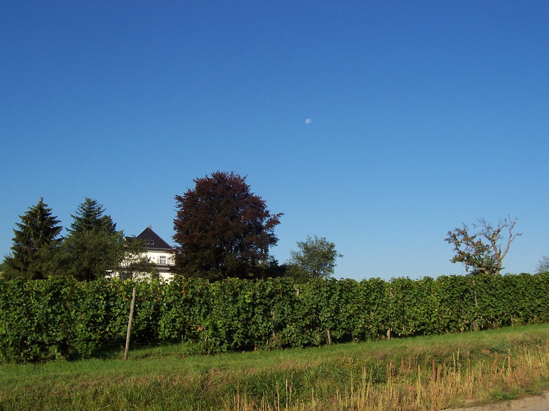 winemaking, growth, heilbronn, tranquility, beauty in nature, outdoors, summer, sky, agriculture, environment, vineyards, no people, land, house, 1080P