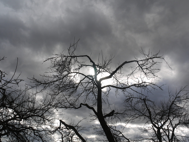 landscape, sun, branch, nature, dark clouds, no people, winter, day, scenics - nature, dusk, 4K, dramatic, forward, sky, weather, clouds, tranquility