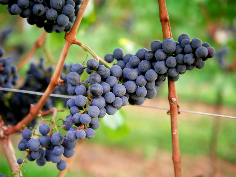 wine, fruit, juice, outdoors, agriculture, late summer, plant, day, winemaking, wine region, Vineyard, food, focus on foreground, region, landscape, stengel