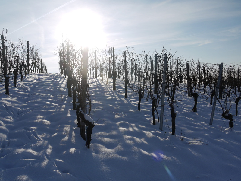 agriculture, snowy, sunny, cold temperature, germany, rest, sun, winter mood, frost, Snow, sky, nature, sunshine, beauty in nature, Vineyard, 4K, white