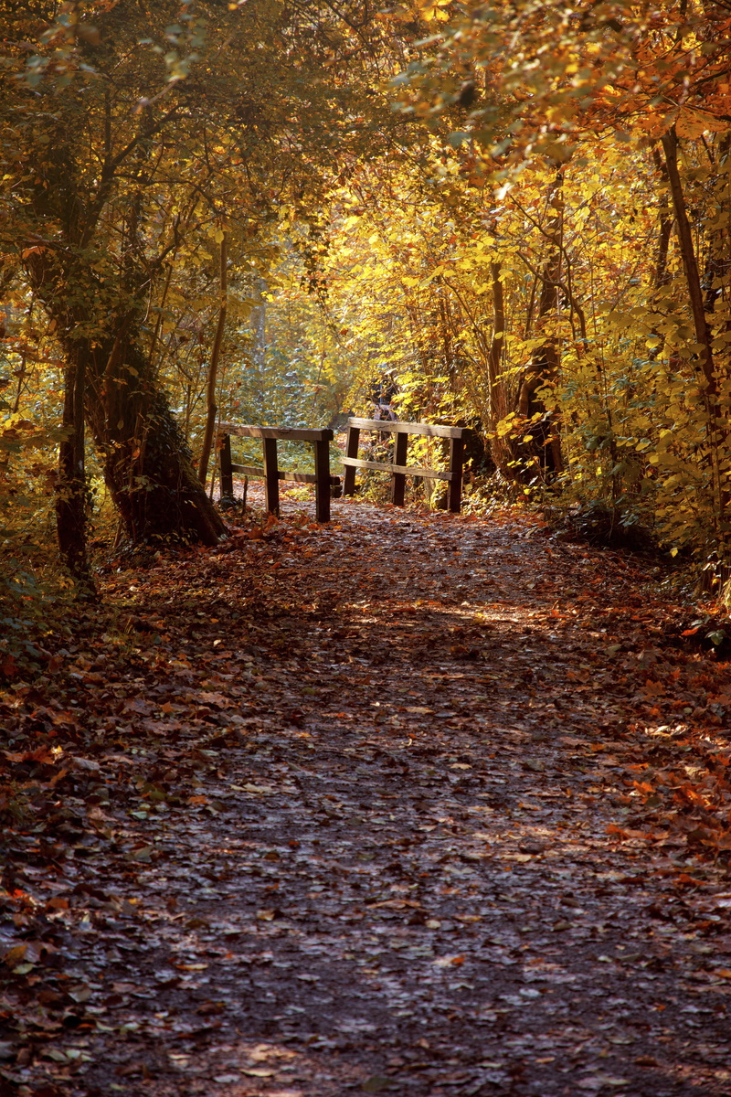 no people, outdoors, direction, footpath, autumn, nature, baden württemberg, leaves, tree, change, heilbronn, swiss francs, the way forward, day, plant
