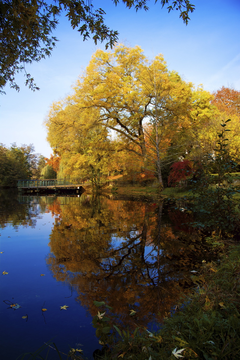 scenics - nature, no people, landscape, orange color, plant, day, water, lake, swiss francs, non-urban scene, nature, change, autumn, growth, waterfront