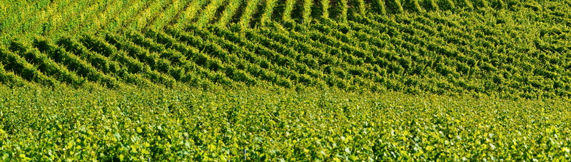 scenics - nature, springtime, shades of green, landscape format, no people, region, land, heilbronn, vineyard, panorama, tranquility, winegrowing, 5K