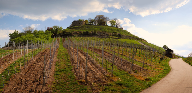 weibertreu, nature, germany, crop, vineyard, agriculture, spring, white, no people, ruin, mountain, castle, green, driveway, 8K, growth, vines, landscape