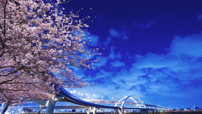 japan, 1080P, hokkaido, sakura