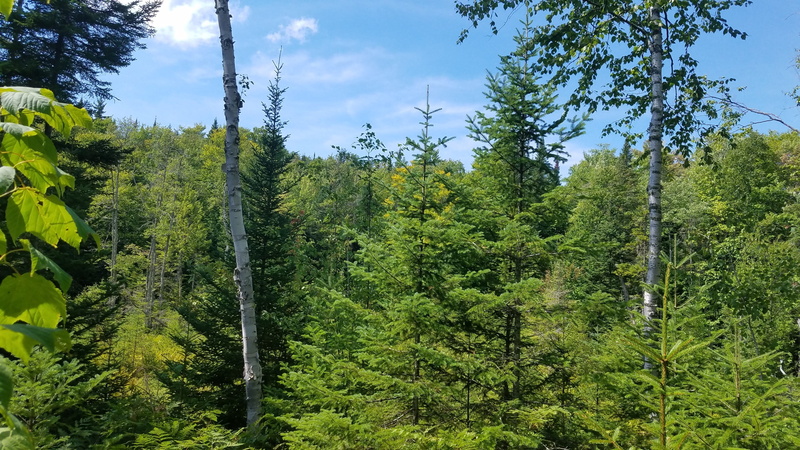 coniferous tree, non-urban scene, tree, Mont, sky, outdoor, beauty in nature, land, environment, tranquil scene, scenics - nature, plant, pine woodland