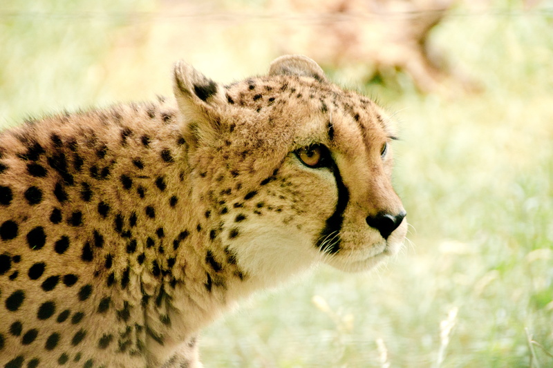carnivora, animals in the wild, animal world, one animal, snout, national park, wildcat, wilderness, focus on foreground, dangerous, nature park, park