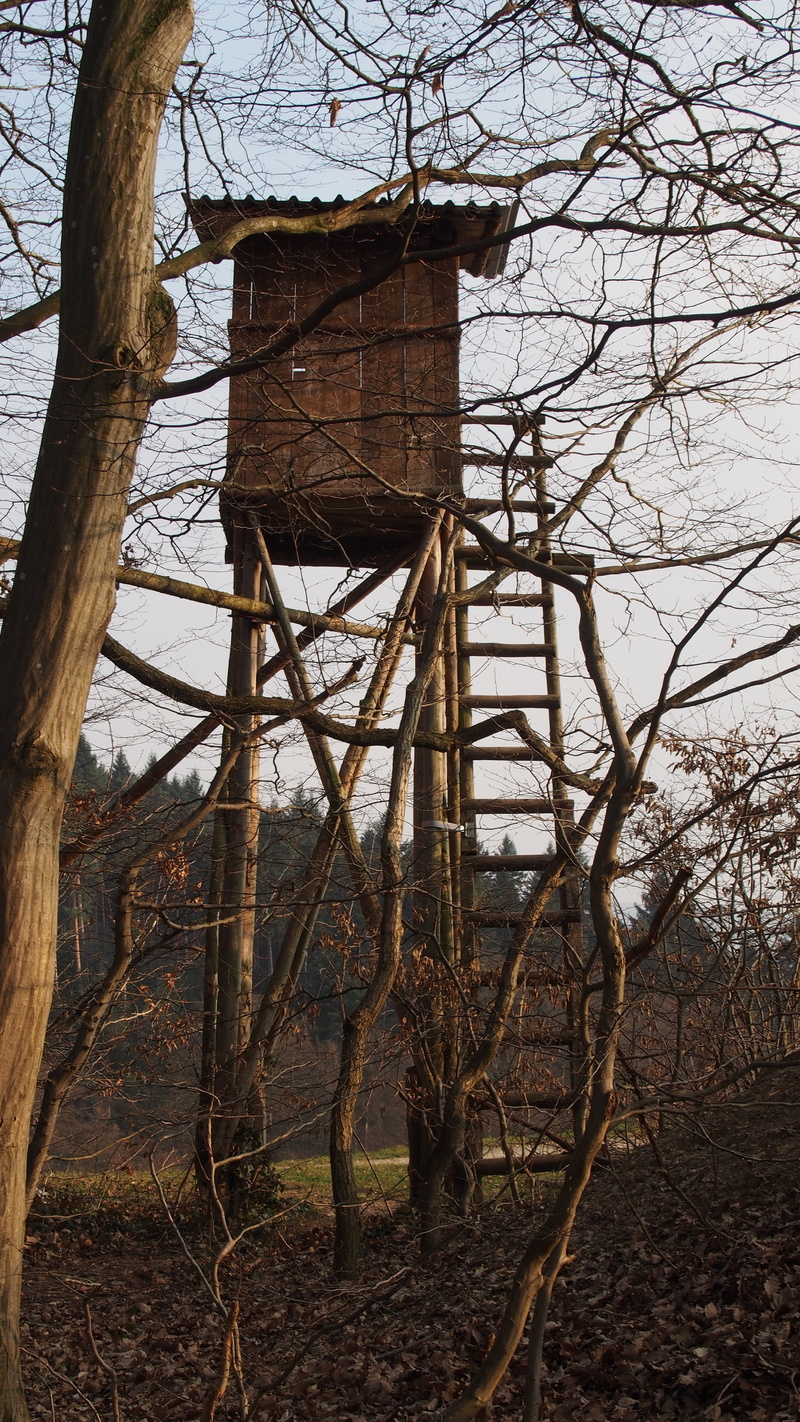 hunting, sky, plant, built structure, forest, bare tree, perch, ladder, old, branch, tree trunk, outdoors, delight, growth, tower, patio, building exterior