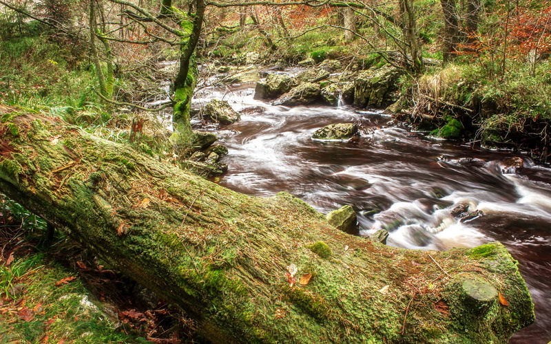 stream, no people, scenics, tooth of time, day, flow, long exposure, small wildlife, wild, trees, autumn mood, river, mood, river la hoegne, bach, boulders