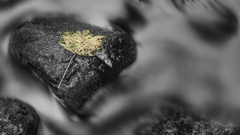 selective focus, high angle view, nature, forest, tree trunk, waters, mood, stones, long exposure, outdoors, monochrome, idyllic, rock, trunk, no people