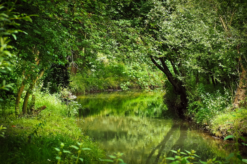no People, scenic, idyllic, tranquil Scene, green, flow, growth, lake, forest, day, reflection, mystical, Bach, stream, non-urban scene, summer, foliage