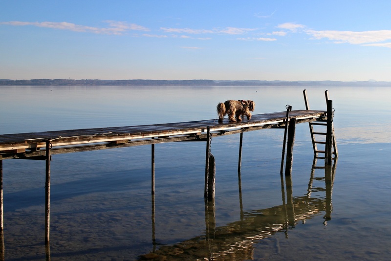 one animal, being alone, 2K, pets, beauty in nature, still, quiet, chiemsee, railing, running, reflection, vertebrate, dog, bank, sea, scenics - nature