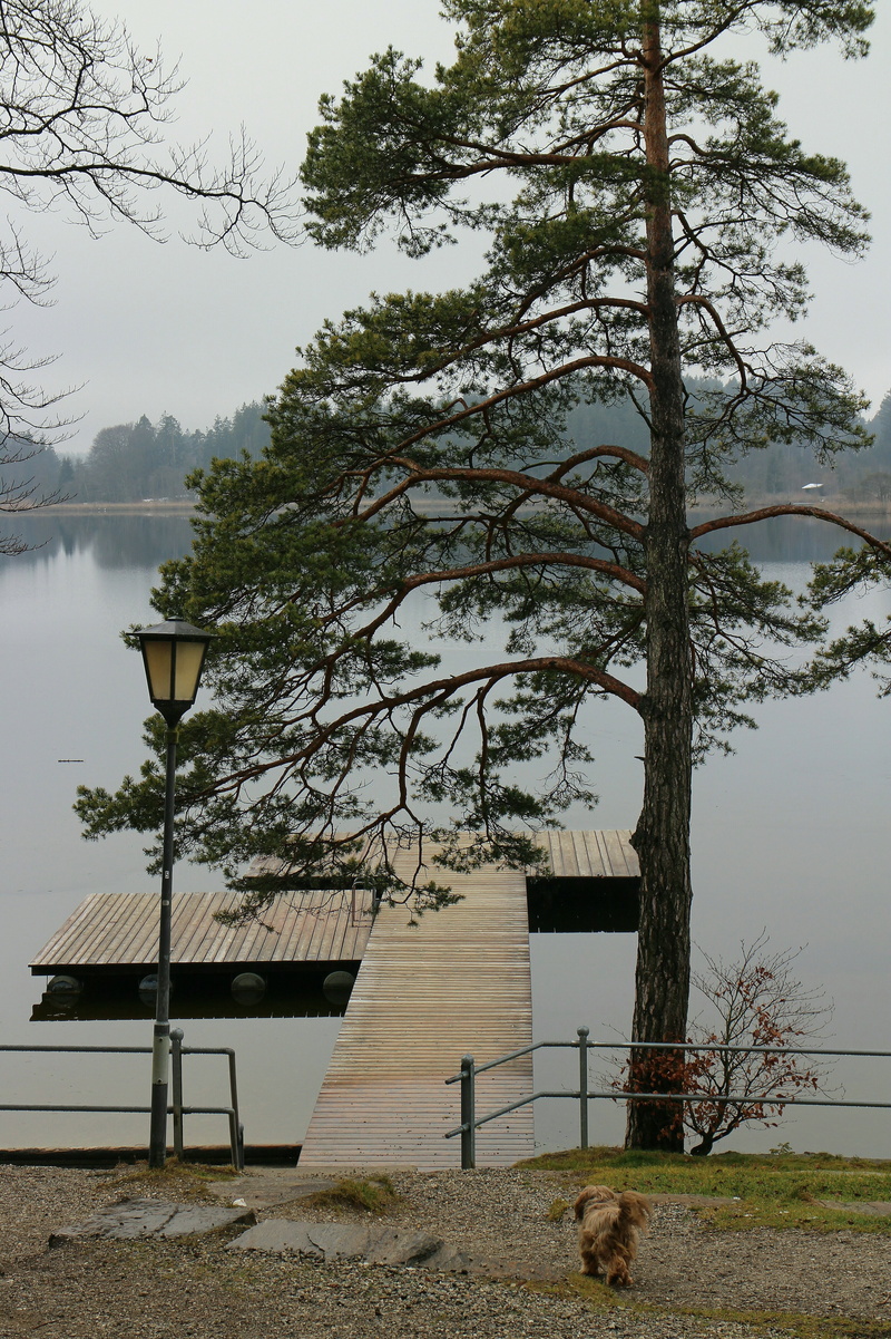 nature, lantern, outdoors, waters, day, dog, web, bank, building, expectation, running, field, pine, architecture, water, built structure, tranquility