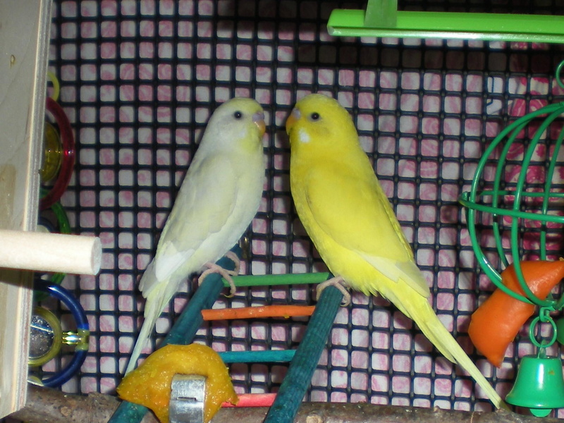 light yellow is ollie, ollie, fran, parakeets, part of our family, animals, 1080P, bright yellow is fran