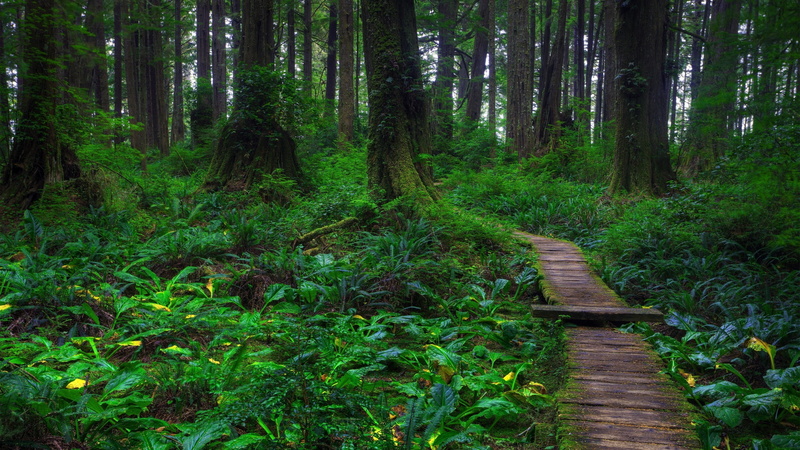 art, forest, forests, 2K, hd, fairies, nature, x