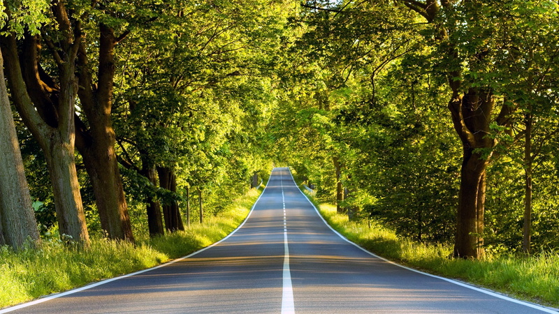 forests, 1080P, x, art, nature, hd, photography, forest, roads