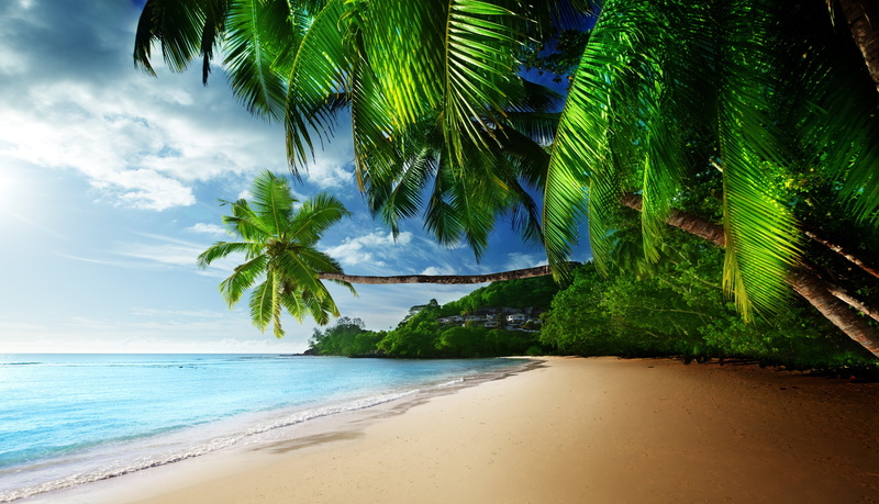tropical tree, beauty in nature, tropical, palm leaf, paradise, palm tree, nature, scenics - nature, tranquil scene, water, outdoors, sand, cloud - sky