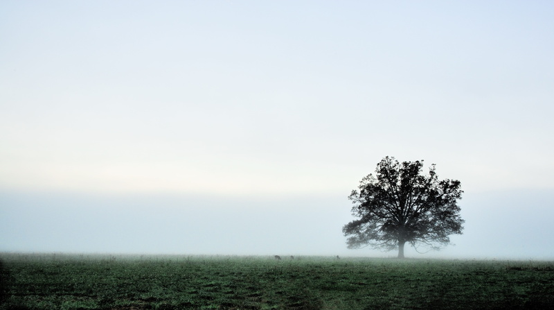 cades cove, rural scene, negative space, non-urban scene, tranquility, land, nature, sky, tree, field, landscape, scenics - nature, outdoors, beauty in nature