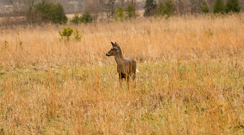animal, townsend, animal themes, field, animals in the wild, animal wildlife, grass, standing, wildlife, 5K, land, day, plant, brown, cades cove loop road