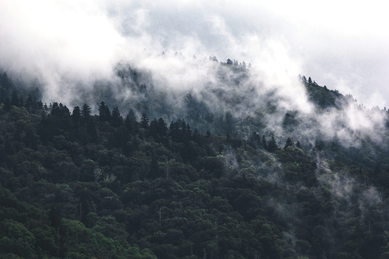 forest, outdoors, plant, tree, land, non-urban scene, scenics - nature, united states, weather, no people, beauty in nature, great smoky mountains national park