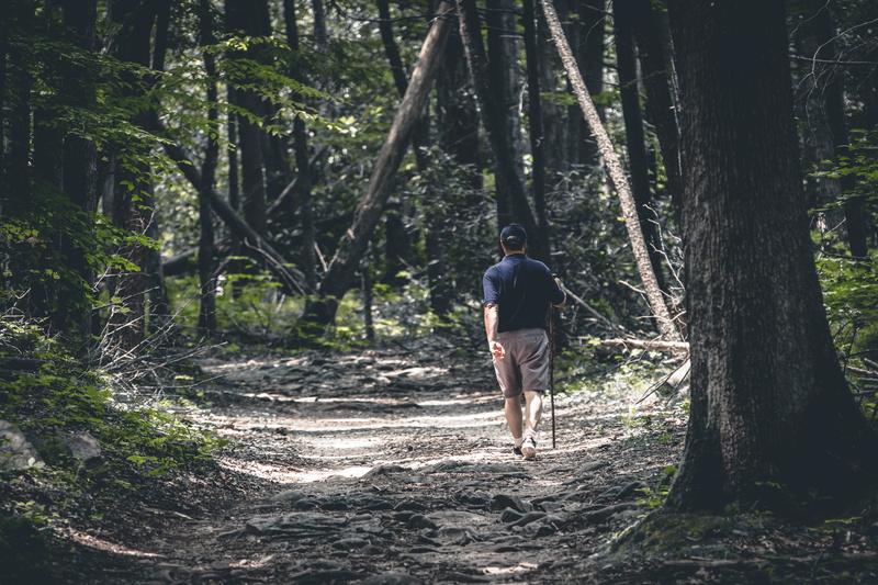 one person, day, outdoors, person, united states, forest, beside, walking, growth, plant, land, casual clothing, man, 4K, solitude, nature, people, flora