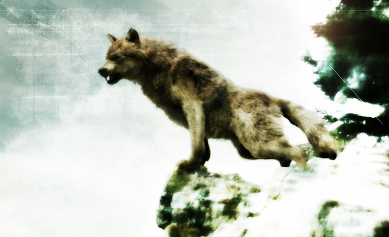 animal themes, winter, snow, animal, non-urban scene, jacob, one animal, land, brown, Twilight, animals in the wild, black, vertebrate, day, beauty in nature