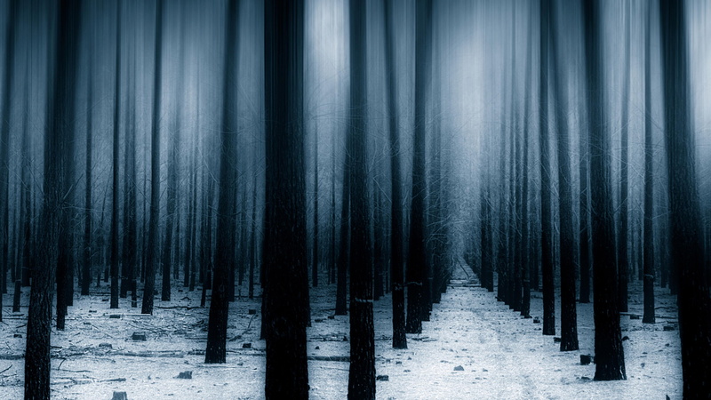 woodland, night, cold temperature, grove, snow, tranquility, non-urban scene, twilight, winter, landscape, growth, no people, dark forest, nature, scenics - nature