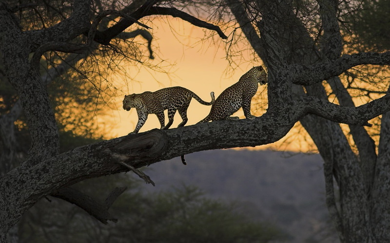branches, feline, national Park, animals Hunting, animal Themes, 1080P, tree, serengeti National Park, fur, nature Reserve, big Cat, majestic, vertebrate