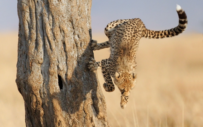 animals And Pets, climate, camouflage, wood, trunk, no People, 2K, large, wildlife Reserve, beauty In Nature, animals Hunting, wildlife, vertebrate, cat