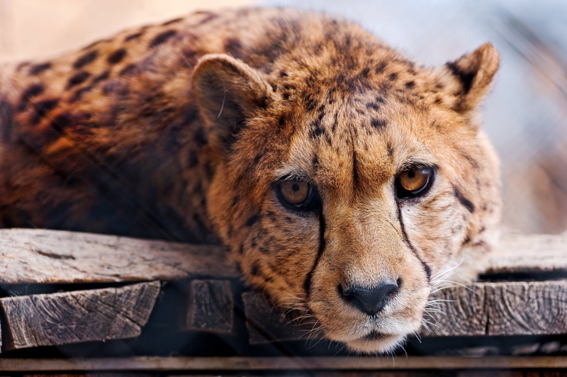 looking, animal, carnivora, whisker, safari Animals, feline, large, face, focus on foreground, wilderness Area, africa, carnivore, portrait, animal themes