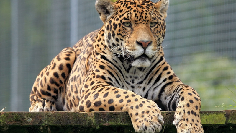 animal themes, animal Head, relaxation, focus on foreground, feline, cheetah, nature, cat, brown, pattern, animals in captivity, animal, no people, danger