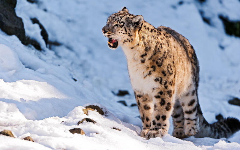 animal wildlife, teeth, nature, snow leopard, fur, focus on foreground, snow, big Cat, mammal, carnivora, mouth open, lynx, looking, prowling, extreme Terrain
