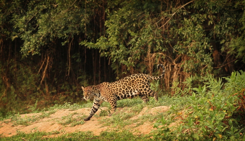 tanzania, one Animal, land, nature, wilderness Area, kenya, savannah, jaguar, carnivore, carnivora, majestic, cat, outdoors, bush, camouflage, animal, safari Animals