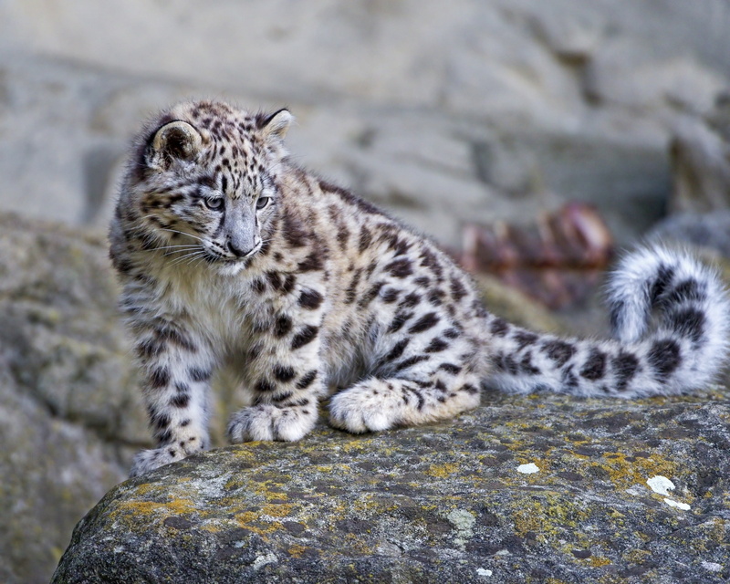 rock - object, animal wildlife, mammal, moss, no People, zoo, animals In The Wild, fur, cheetah, rock, undomesticated Cat, animals Hunting, relaxation