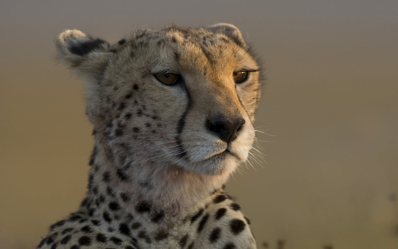 safari Animals, one Animal, muzzle, animal wildlife, looking, african Cheetah, endangered Species, outdoors, mammal, spotted, big Cat, animal body part