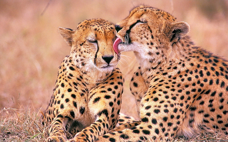photography, wildlife Reserve, wildlife, carnivora, steppe, mammal, masai Mara, large, selective, outdoors, danger, cheetahs, two animals, endangered Species