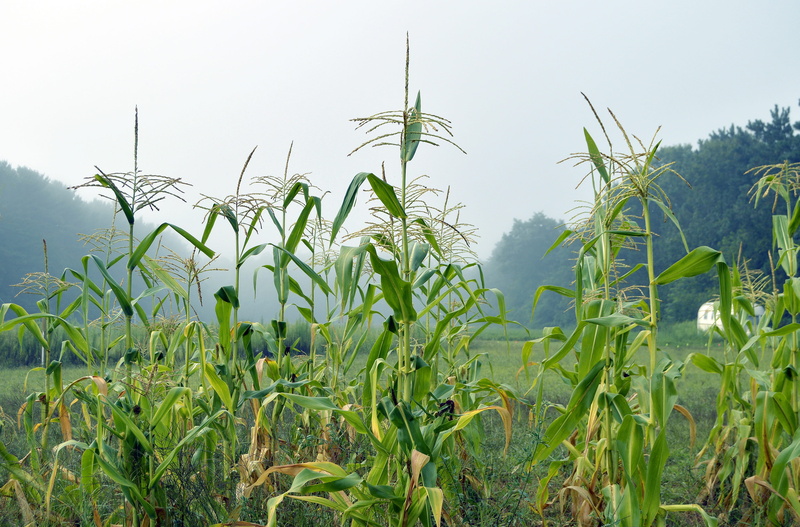 food, farm, near, season, vegetarian, fresh, botany, dew, organic, corn, 4K, no people, cloudy, harvest, garden, natural, morning, green, healthy, cereal plant