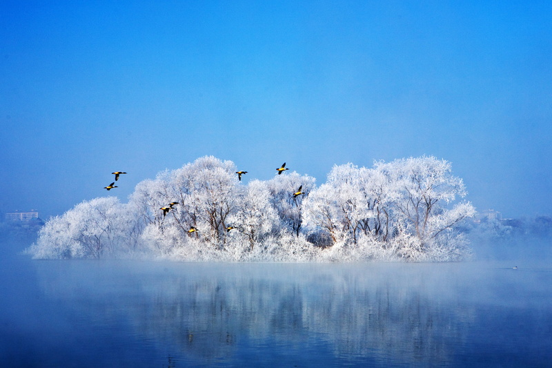 outdoors, artistic, waterfront, lake landscape, by the river, animal wildlife, bird, animals in the wild, day, towards, cold temperature, animal themes