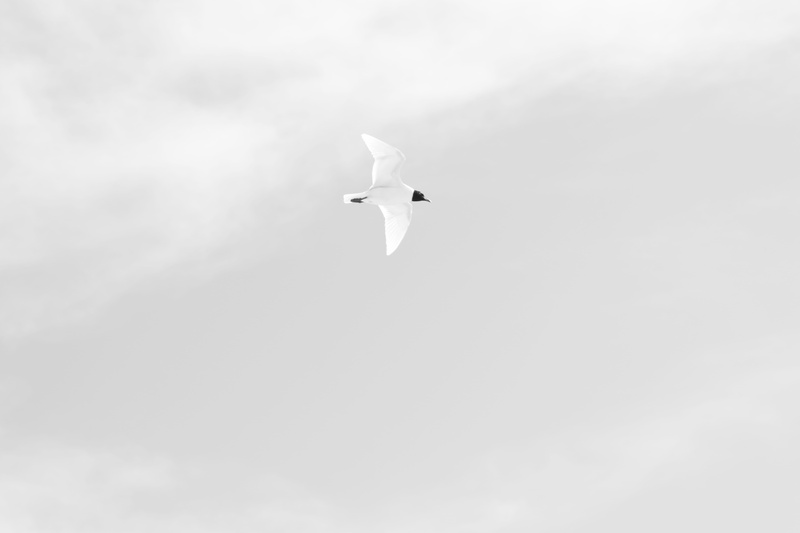 kite bird, blossom, outdoors, vertebrate, waterfowl, animal themes, egret, flight, spread wings, animal wildlife, ardeidae, motion, beak, anthus, rose