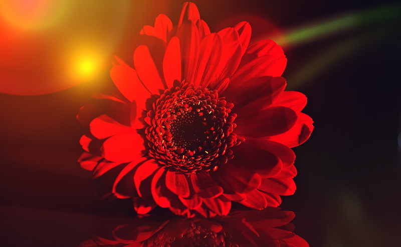 Light, growth, Bloom, bouquet, gardening, beauty in nature, 4K, Painting, dark, vulnerability, gerbera daisy, inflorescence, Black, fragility, petal, nature