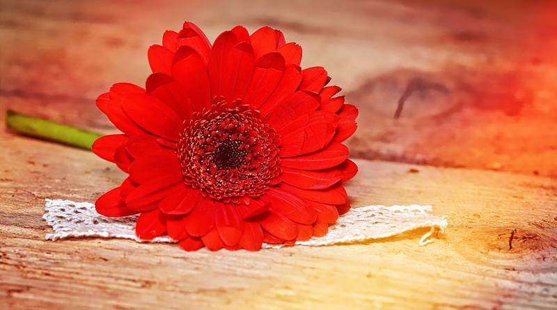 pollen, close-up, Light, outdoors, fragility, flower head, nature, inflorescence, Painting, petal, daisy, focus on foreground, no people, wood - material