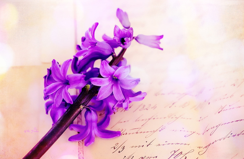 flowering plant, petal, purple, Fragrant, Wood, 1080P, no people, handwriting, freshness, vase, vulnerability, digitalpainting, springflower, Cute, Flower