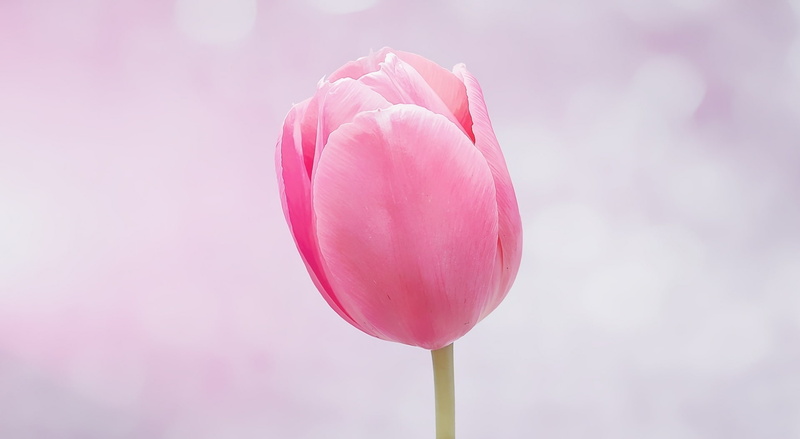 inflorescence, Bloom, 1080P, springtime, flowering plant, gardening, plant stem, focus on foreground, Pastel, softness, digitalpainting, no people, Cute