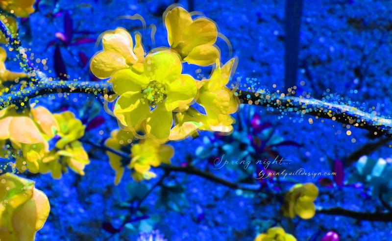 no people, beauty in nature, petal, blue, flowers, petaled, Aero, selective focus, purple, inflorescence, spring night, artistic, pollen, nature, Seasons/Spring