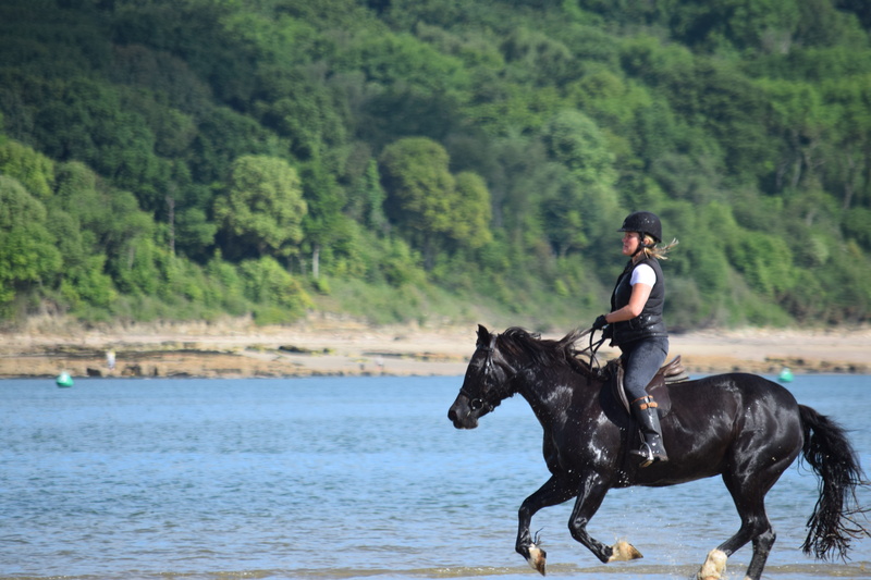 Horseriding, pets, Beach, travel, danger, nature, summer, Sea, animal wildlife, vacation, land, vertebrate, domestic animals, mammal, Rider, forest, animal themes