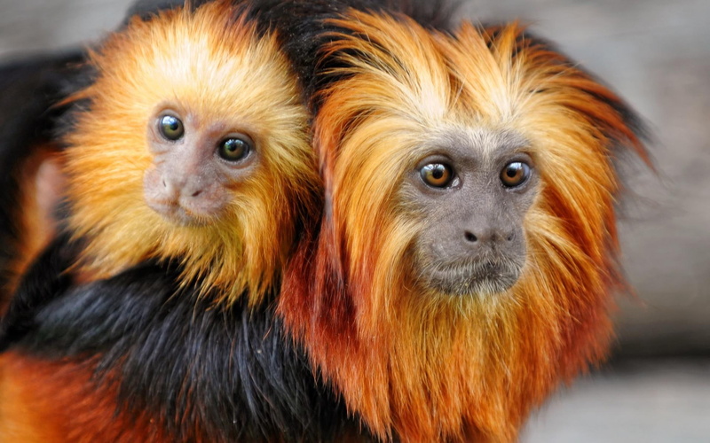 1080P, photography, sweet, family, primates, animals, tamarin, amp, love, cute, child, monkeys, mother