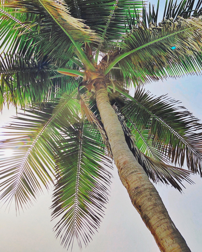 3040 way, tropical, palm tree, tree, plant part, oman, outdoors, green color, leaf, directly below, tranquility, palm, low angle view, plant, sky, 2K