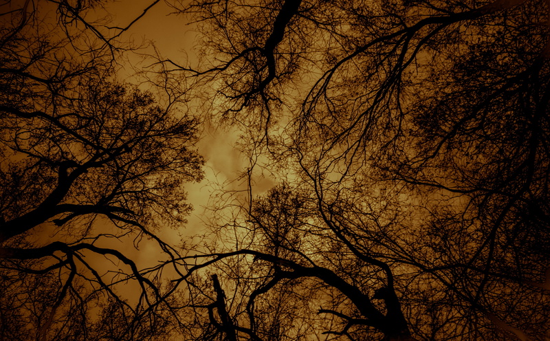 Utah, tranquility, silhouette, tree, tree canopy, Brown, sunset, branch, low angle view, outdoors, Trees, night, plant, tree trunk, no people, dark, beauty in nature